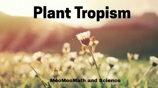 Tropism in plants  phototropism geotropism etc [upl. by Johny71]