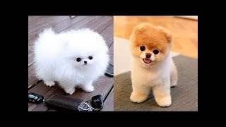 Lustige und süße Pomeranian Videos 3 lustige hunde [upl. by Ahslek]