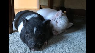 How Much Does A 7 Week Old Mini Pig Weigh and Why You Don’t Want To Live With Beagles [upl. by Freud]