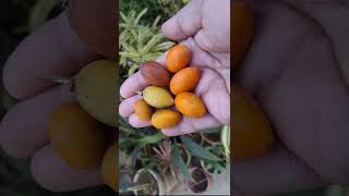 106 Fruits of Mimusops elengi Molsiri bakul plant Alias Garden [upl. by Budd212]