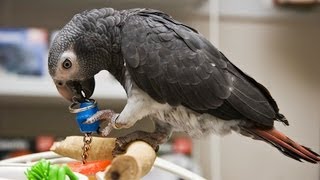 Different Types of Parrots  Pet Bird [upl. by Kit]