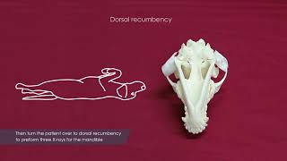 4DC iM3 Dental X rays Complete Guide to Canine X ray Positioning with the 4DC Dental Generator [upl. by Ylla770]