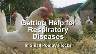 Getting Help for Respiratory Diseases in Small Poultry Flocks [upl. by Neerehs]