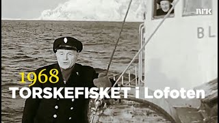 Torskefisket i Lofoten  1968 [upl. by Vere]