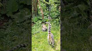 Lemur troop including baby twins ❤️ [upl. by Eimareg]