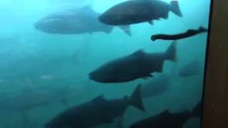 Bonneville Dam fish ladder window [upl. by Oicangi]