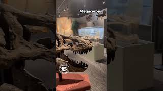 Explore The Exciting New Exhibit Room at Brigham Young Universitys Museum of Paleontology [upl. by Nilpik]