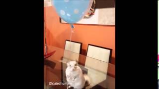 Cutechumlee  Tuti The Chinchilla Balloon  fly away my ballon [upl. by Aiselad8]