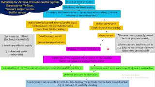 Baroreceptor reflex chapter 18 part 6 Guyton and Hall Physiology [upl. by Vlad]