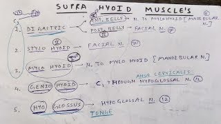 Supra hyoid muscles and these nerve supply [upl. by Gusty]