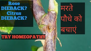 मरते हुए पौधे को चार दिन में कैसे बचाएं होम्योपैथी सेHomeopathic Treatment for DIEBACK in plants [upl. by Yhprum669]