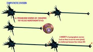 cholinergic vs adrenergic neurons in the ANS [upl. by Burnie602]