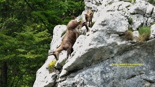 un valeureux petit chamois de 23 semaines entrainé par sa mére a sauter un surplomb rocheux  impr [upl. by Amrita]