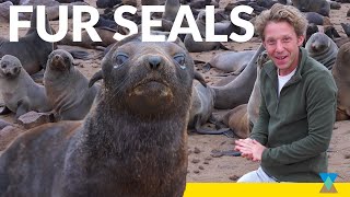 Fur Seal Pups The Largest Colony in Africa [upl. by Ylatan]