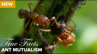 True Facts  Ant Mutualism [upl. by Anerec]