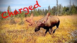 Charged by a Huge Bull Moose [upl. by Ahsilam]