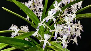 蘭花（140）（國語）風蘭藍烏 Neostylis Lou Sneary BluebirdNeofinetia falcata x Rhynchostylis coelestis [upl. by Ayokahs]