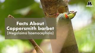 Facts About Coppersmith Barbet [upl. by Antsirhc398]