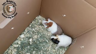 Two Adorable Guinea Pigs Dumped Outside our Neighbors Home [upl. by Amehr]