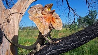 O Lagarto de Gola Beleza Exótica e Comportamento Fascinante Desvendados [upl. by Wendelin]