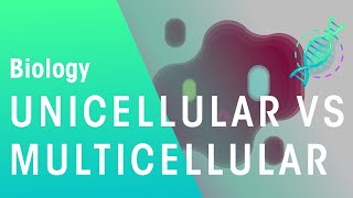 Unicellular vs Multicellular  Cells  Biology  FuseSchool [upl. by Casilde]