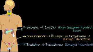 Endokrin Sistem Önemli Hormonlar ve Fonksiyonları Sağlık Bilgisi ve Tıp [upl. by Alesandrini]