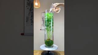 Awesome aquarium with glass😱quotshorts youtubeshorts [upl. by Amorete]