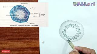 9th PB Biology Diagram 08Transferse Section of a Dicot Stem [upl. by Robenia110]