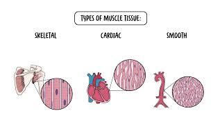 The Four Types of Tissues  Epithelial Connective Nervous and Muscular [upl. by Reece]