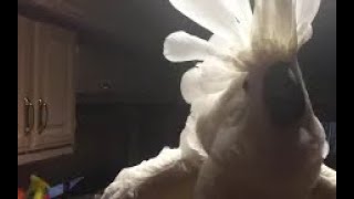 Chief the Cockatoo CUSSES out the owner for leaving room [upl. by Staford348]