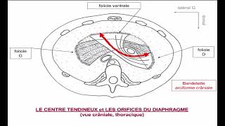 28 Diaphragme Thoraco Abdominal [upl. by Keiryt]