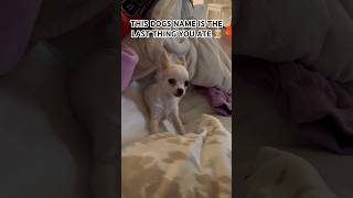 What is his name👇 dogs puppy names shorts viral [upl. by Doelling]