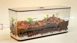 My Living Ant Formicarium Best Ants UK Natural Ant Farm [upl. by Holds349]