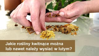 Co wysiać w lutymJakie rośliny kwitnące można lub nawet należy wysiać w lutym Luty wysiew kwiatów [upl. by Nafets799]