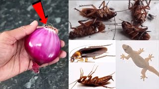 🔴🔴MAGIC ONION  How To Kill Cockroach Lizard Within 5 minutes  Home Remedy  Magic Ingredient [upl. by Ahsieyk208]