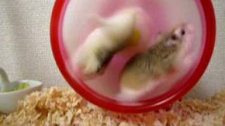 ハム姉妹♀♀ ハムスター ぶっ飛び大回転 hamster giant roll [upl. by Ymled]