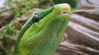 Gonyosoma oxycephalum  Boie 1827  Colubridae  Serpent ratier des mangroves serpent ratier [upl. by Alexei486]