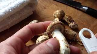 Cleaning Matsutake for cooking [upl. by Nosnehpets]