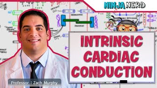 Cardiovascular  Electrophysiology  Intrinsic Cardiac Conduction System [upl. by Veta]