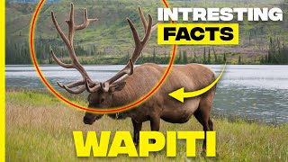 Discovering Wapiti Majestic Facts About North American Elk [upl. by Nilved]