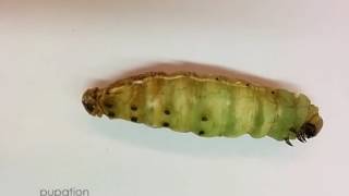 From Larva to Pupa Pupation of Manduca sexta [upl. by Teeter]