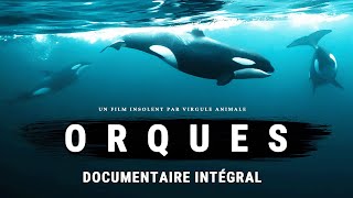 LOrque  Le Plus Redoutable des Prédateurs  Documentaire intégral [upl. by Pufahl387]