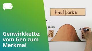 Genwirkkette vom Gen zum Merkmal  Biologie  Genetik [upl. by Ainival]