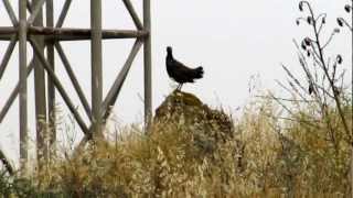 Male Black Francolin francolinus francolinus  Cyprus Φραγκολινα [upl. by Matty]