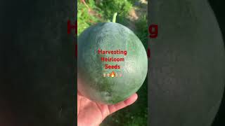 Harvesting heirloom seeds urbanfarming seedpreservation gardening homesteaddreams watermelon [upl. by Reisfield251]