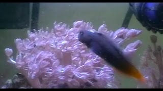 Timmy the Bicolor Blenny [upl. by Croteau]