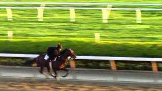 Orb breezes May 13 at Belmont Park for Preakness [upl. by Onateyac]