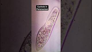 Cyclosis in paramecium under microscope🔬 Bsc medical paramecium zoology microbiology [upl. by Ecirtac627]