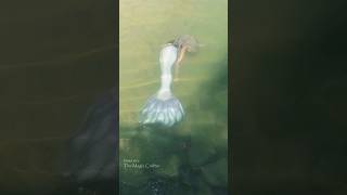 LIVE MERMAID PERFORMANCE IN A RIVER Northern Michigan Mermaid [upl. by Cleland79]