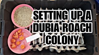 Setting Up A Dubia Roach Colony [upl. by Syned]